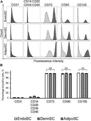 Scar-Free Healing of Endometrium: Tissue-Specific Program of Stromal Cells and Its Induction by Soluble Factors Produced After Damage